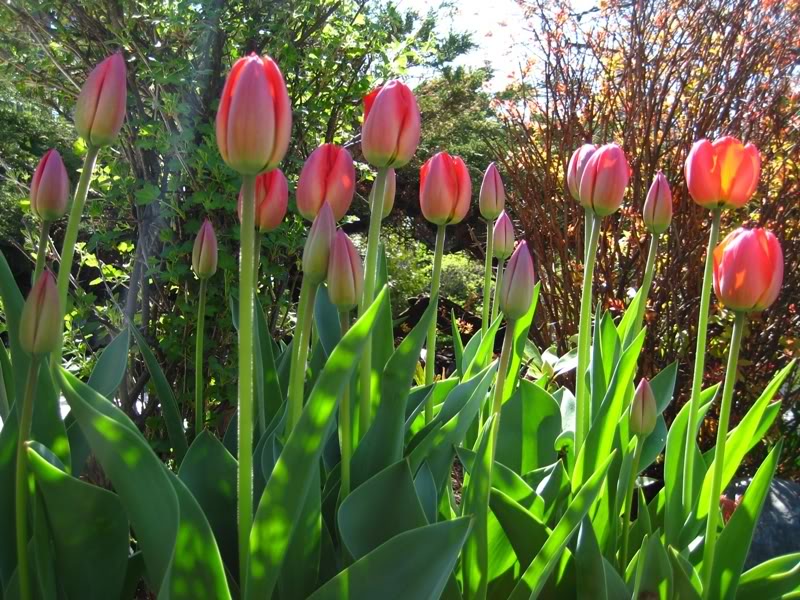 Name:  tulips0771.jpg
Views: 17
Size:  148.7 KB