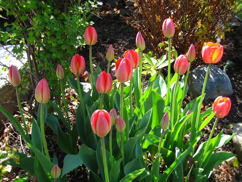 Name:  tulips0741.jpg
Views: 13
Size:  153.0 KB