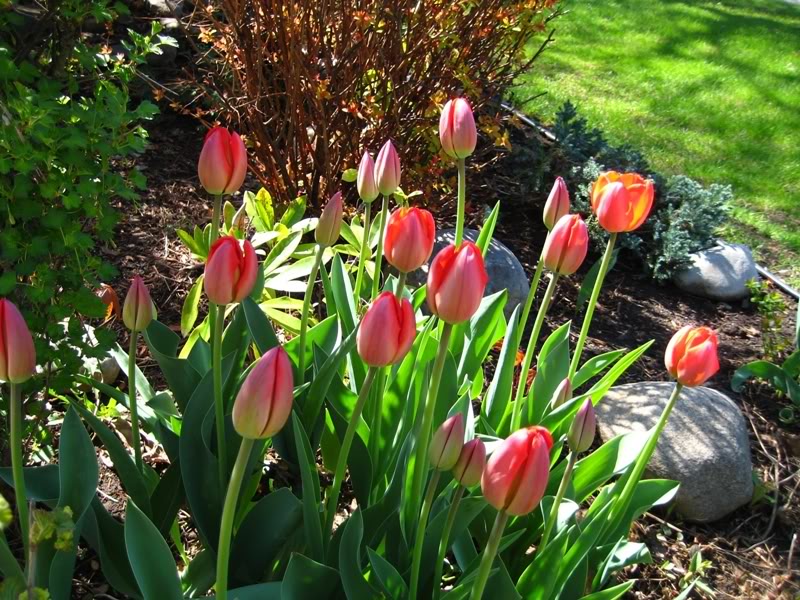 Name:  tulips0761.jpg
Views: 13
Size:  157.5 KB