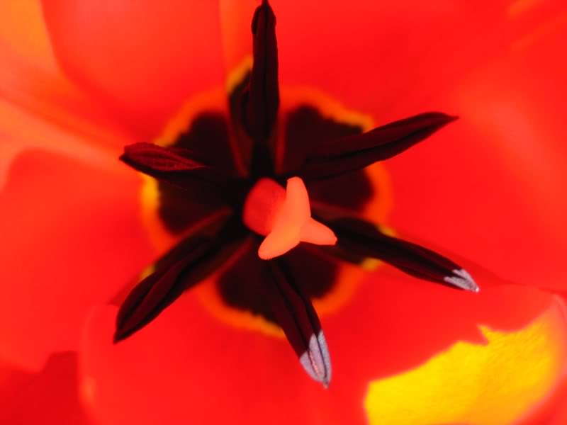 Name:  tulips0061.jpg
Views: 12
Size:  28.4 KB