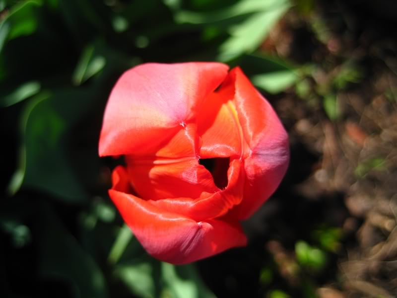 Name:  tulips0031.jpg
Views: 15
Size:  41.0 KB