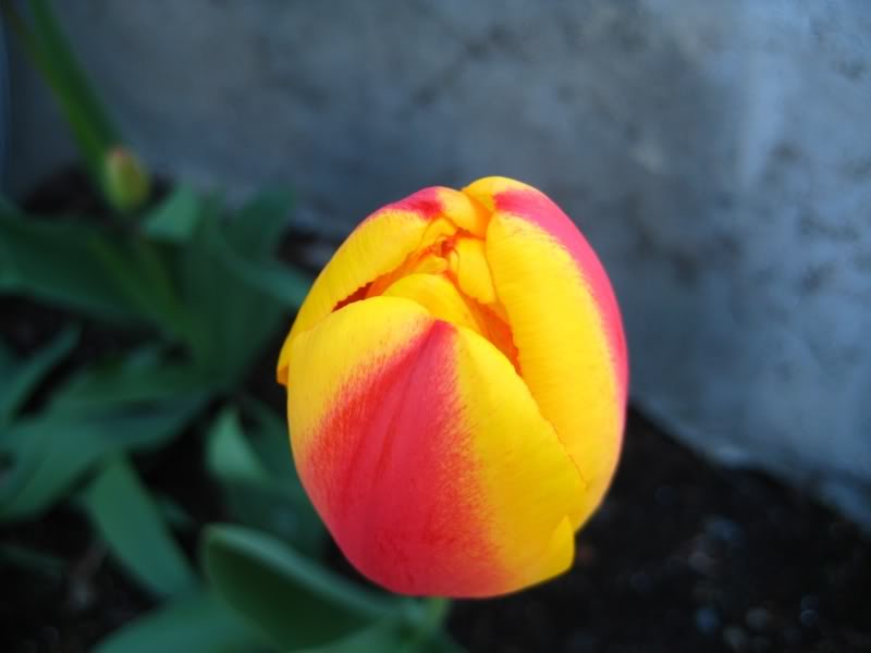 Name:  tulips0731.jpg
Views: 11
Size:  32.4 KB