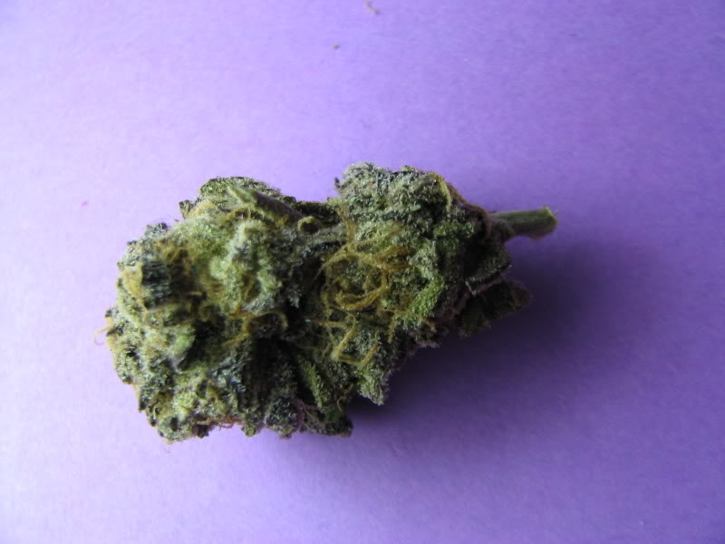 Name:  PurpleIndica_10.jpg
Views: 16
Size:  52.9 KB